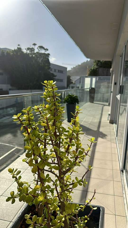 To Let 2 Bedroom Property for Rent in Clifton Western Cape